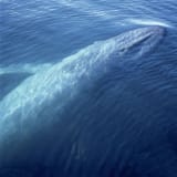 blue-whale-ocean