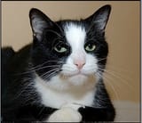 Black Metal cat is not amused