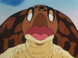 Turtle_DB