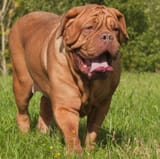 adult-dogue