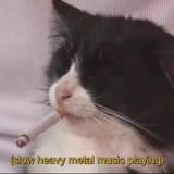 heavy metal cat