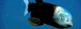 gc2jrw67h74g981