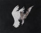 Bat_and_Dove