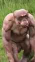 chimp with alopecia no hair_thumb.jpg