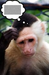 zoomer thought process