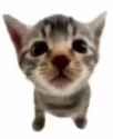 elgatitolover-cat_thumb.jpg