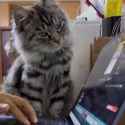 x1701472153789460767-20230911_234547-vid1_thumb.jpg