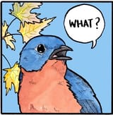 what bird