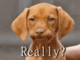 really-dog