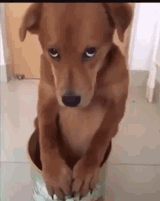puppy-eyes
