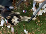Thread 127281884 OP Image