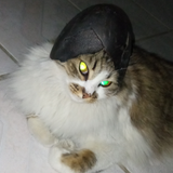gatoloco