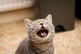 claudio meow