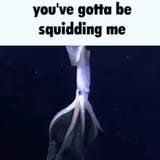 Squidding