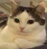 cat pondering life&#039;s great questions