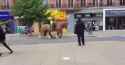 Horse_LGBTQ_Crossing_thumb.jpg
