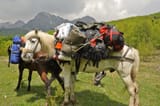 horse-carry-backpacks-21919845