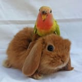 RabbitEveryHour-1559999570343600129-img1 bird bun cute