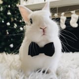 1746709397369578 (2) bun cute bow
