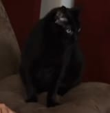 kot