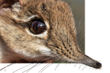sniffs