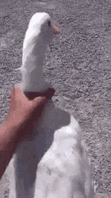1742586088232974