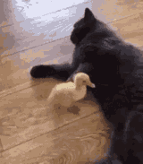 cat-fight