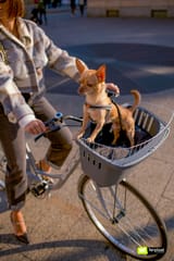 atlas-bike-ferplast-trasportino-bicicletta-cane