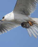 wildlife-photographer-sha-lu-captures-the-perfect-moment-a-v0-970craso5mdf1