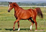 horse