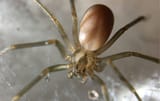 brown-recluse-spider-in-web-654751626