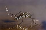 Asian_Tiger_Mosquito02-2239893234