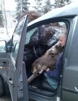 moose chillin