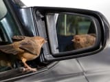 Bird-carmirror-hawkperson-FI