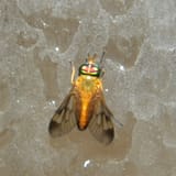 yellowflyapr2019