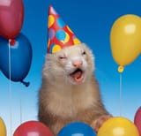 ferret birthday party