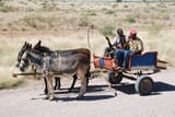 cart-rural-vehicle-horse-africa-mammal-donkey-carriage-dare-coach-mule-namibia-pack-animal-horse-like-mammal-horse-harness-horse-and-buggy-donkey-cart-1143585-429489380