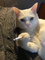 kitty smoke