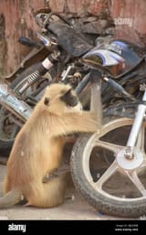 langur-monkey-fixing-motorbike-2BJ2WBB