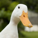 1738645193767461
