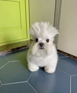 1705884208820164