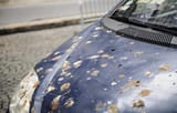 Bird-Poop