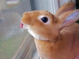 bun 1551919999990