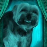 Faggot was my dog