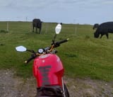 moooo