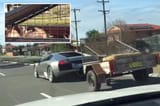 lambo goat