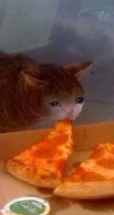 SadCatPizza