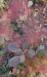 Some kind of weird plant