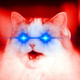 niggercat laser eyes