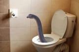 skibidiplodocus